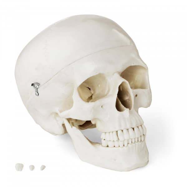 anatomichna model cherepa