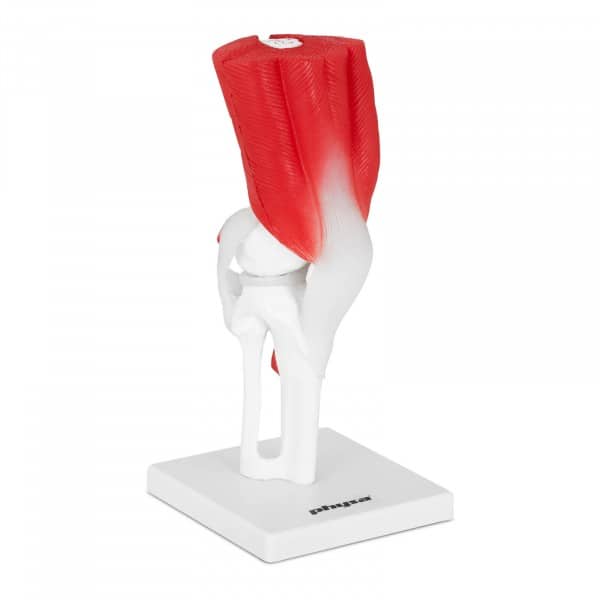 anatomichna model kolinnoho sugloba