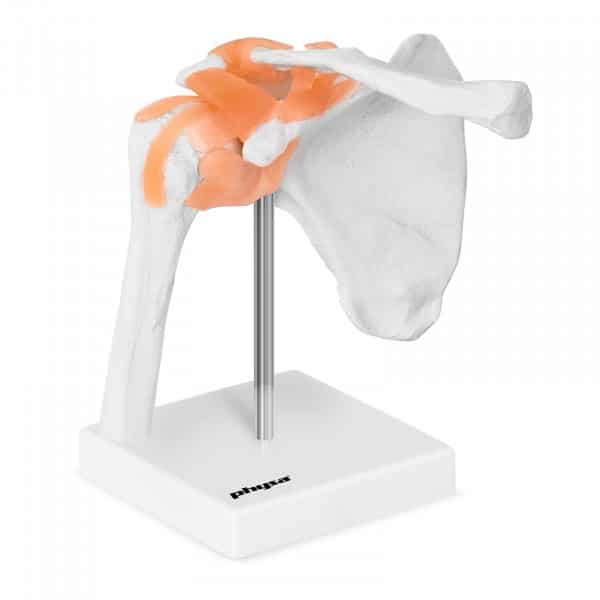anatomichna model plechovoho sugloba