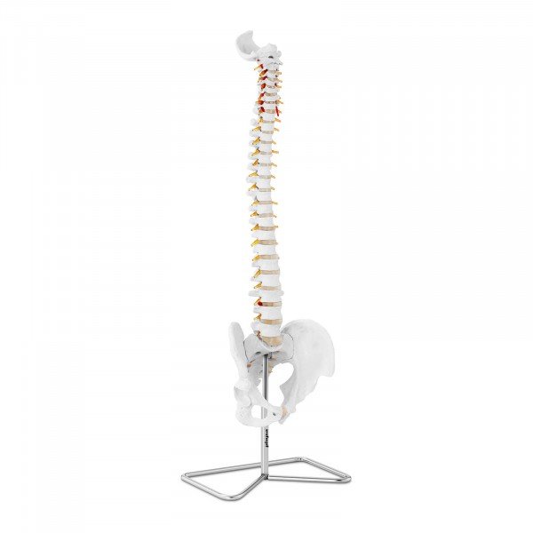 model khrebetnoho stovpa 76 cm