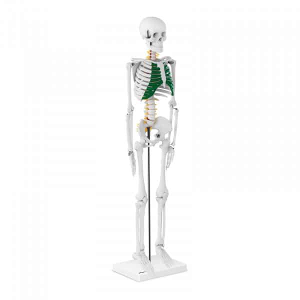 skelet 85 cm
