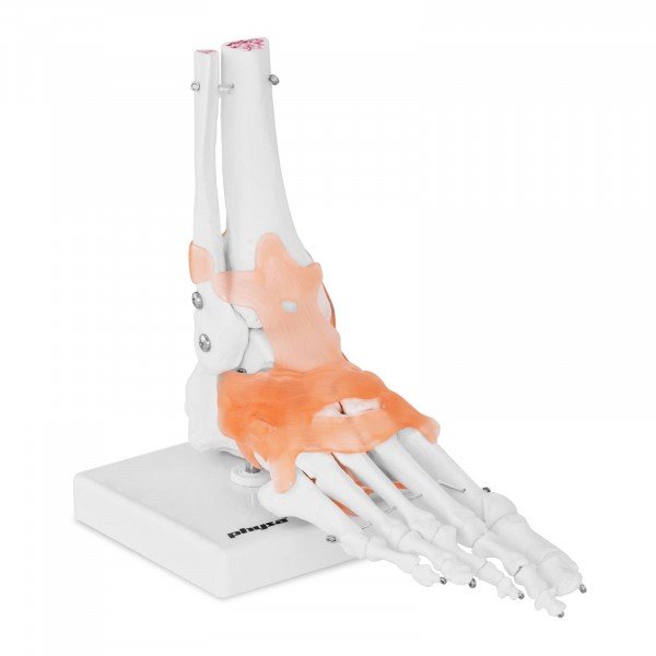 model anatomichna homilkostopovyi suhlob