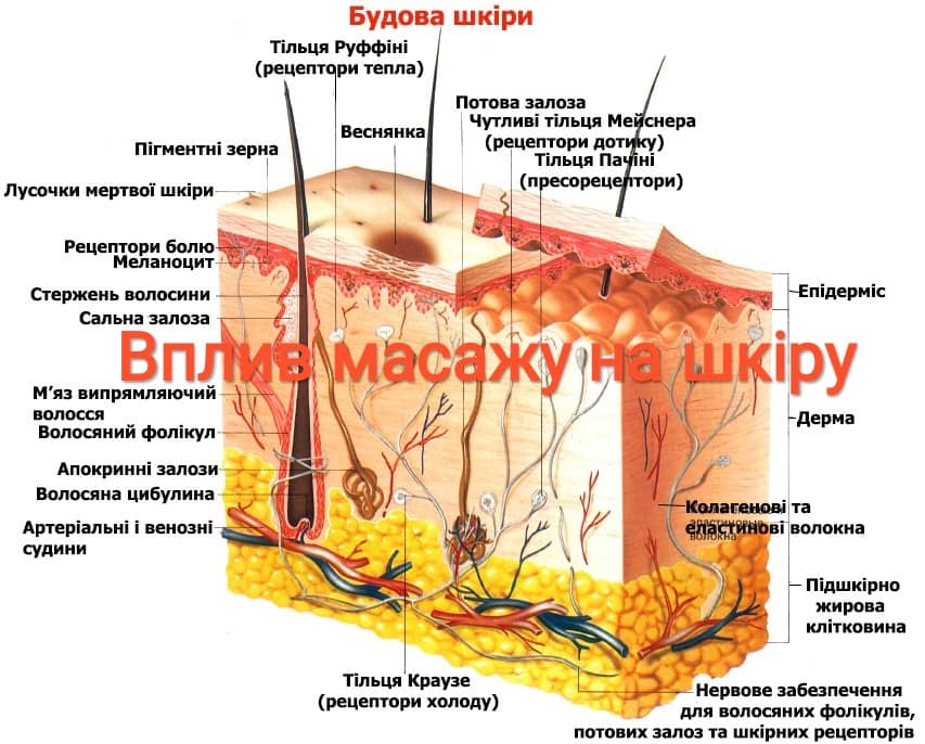 Yak Masazh Vplivaye Na Shkiru Massage Pro Shkola Masazhu