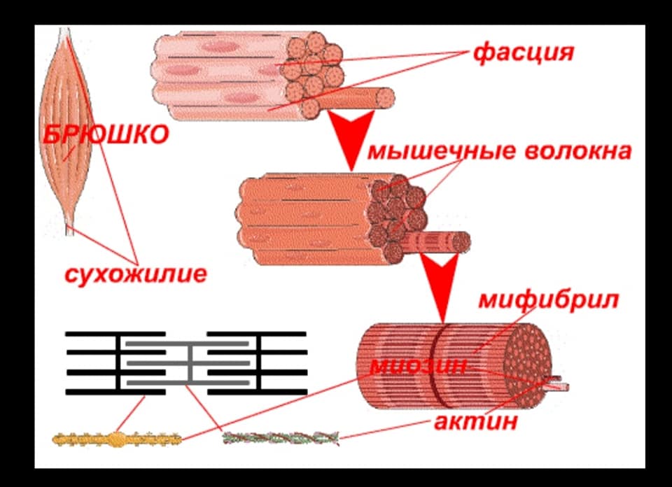 Актин ткань. Строение миофибриллы мышечного волокна. Структура поперечно полосатого мышечного волокна. Мышечная ткань актин и миозин. Гладкая мышечная ткань актин и миозин.