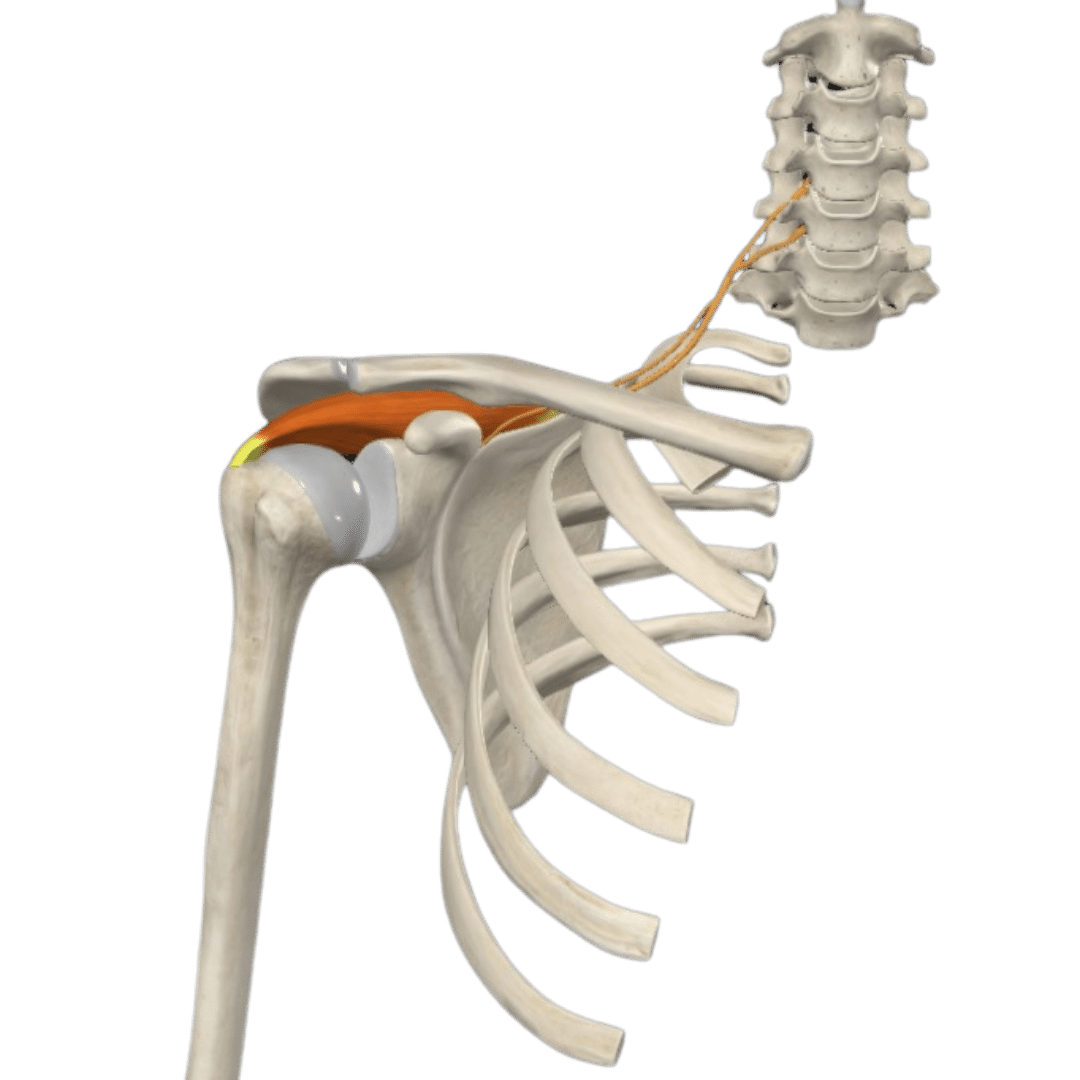 Дизайн без назви 1